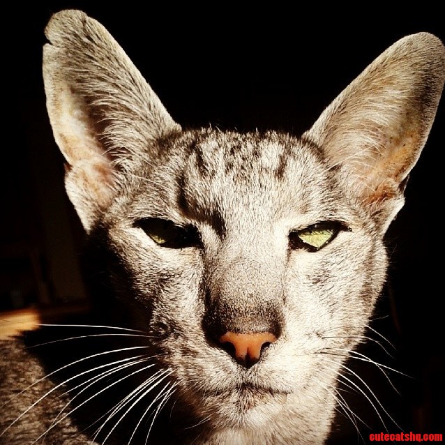 Someone Called My Cat Ugly Today. I Cant Be the Only One Who Thinks Hes Beautiful