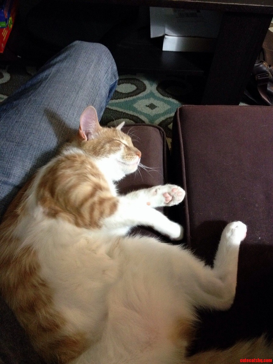 Someone Had a Little Too Much Turkey Today