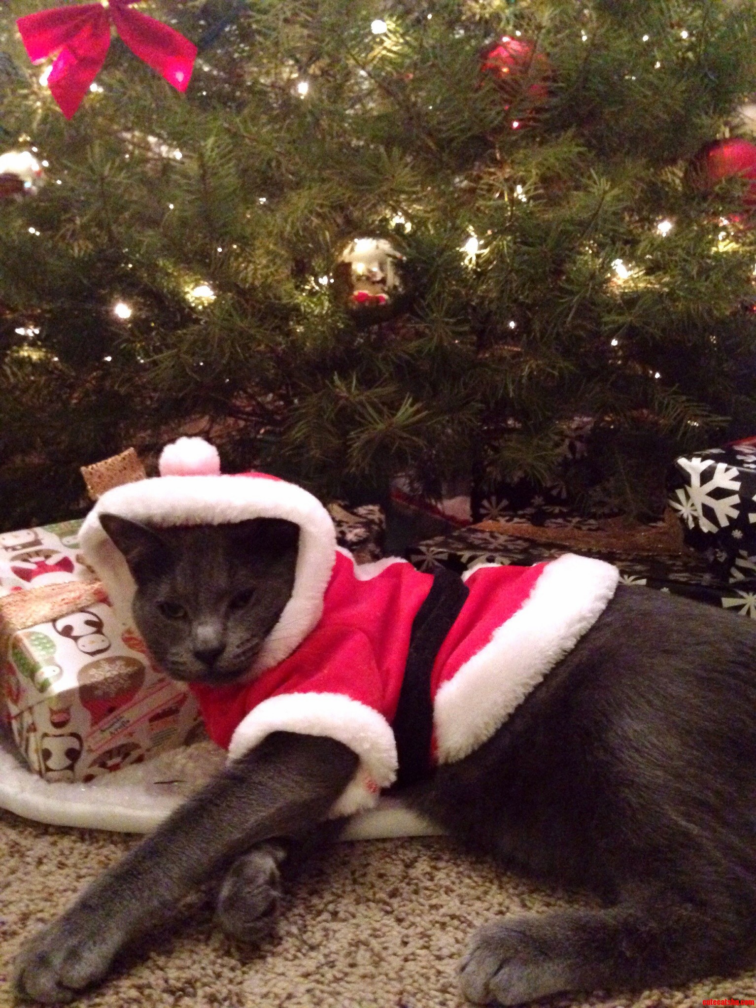 Someone Is Not Impressed with His Holiday Outfit. Sorry for the Photo Quality.