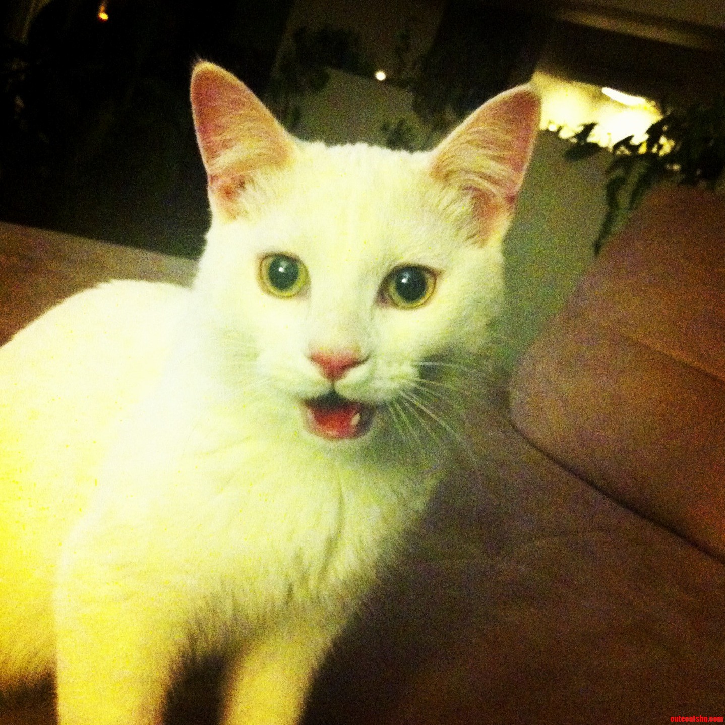 Someone Needs to Tell Gandalf That Cats Dont Pant.. Thats a Dog Thing.