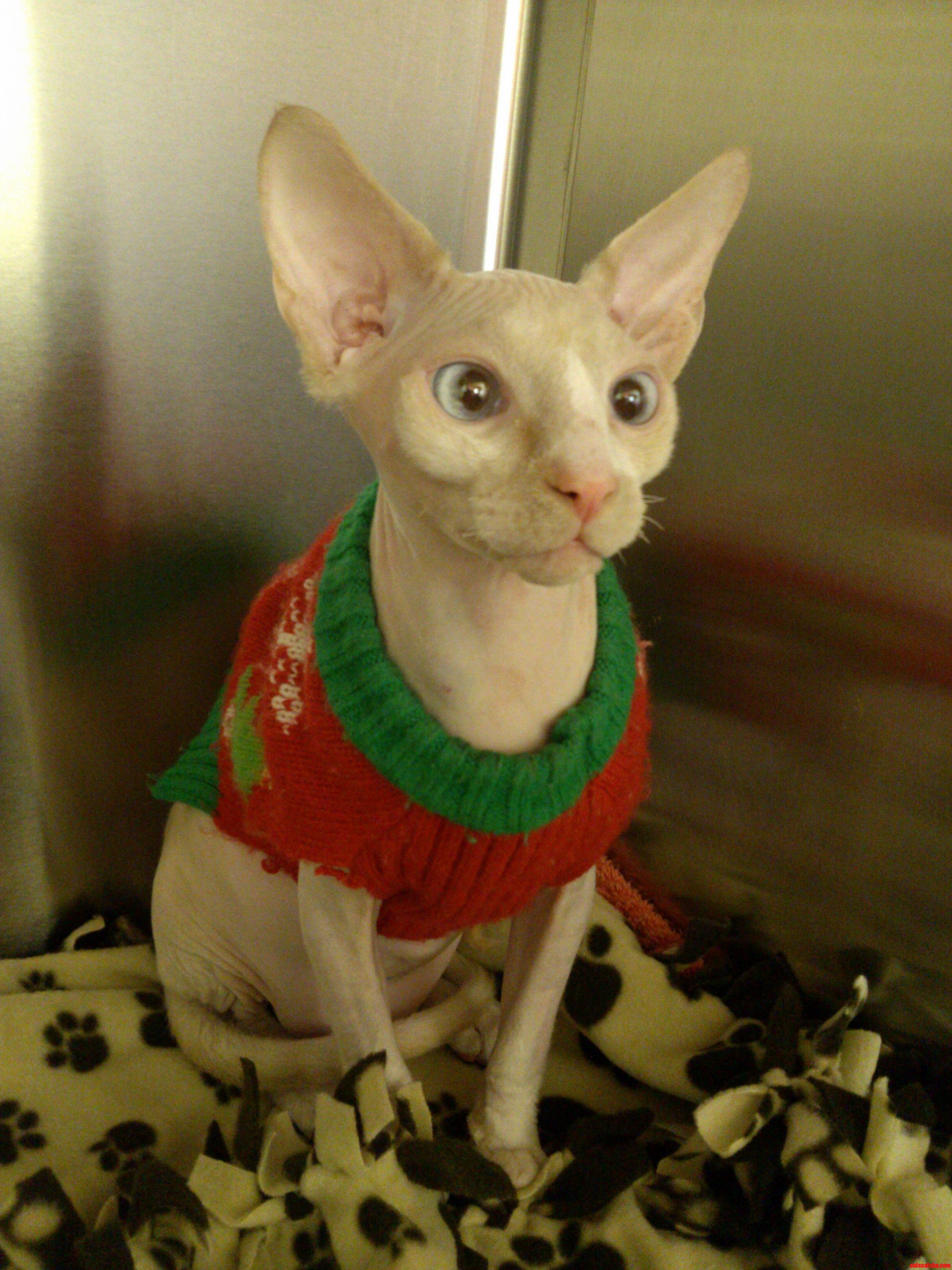 Someone Told Me to Put That Thang on . Here You Go Klause the Sphynx.