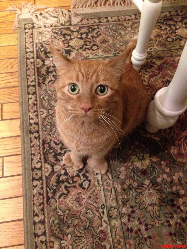 Someone Wants Some of My Chicken