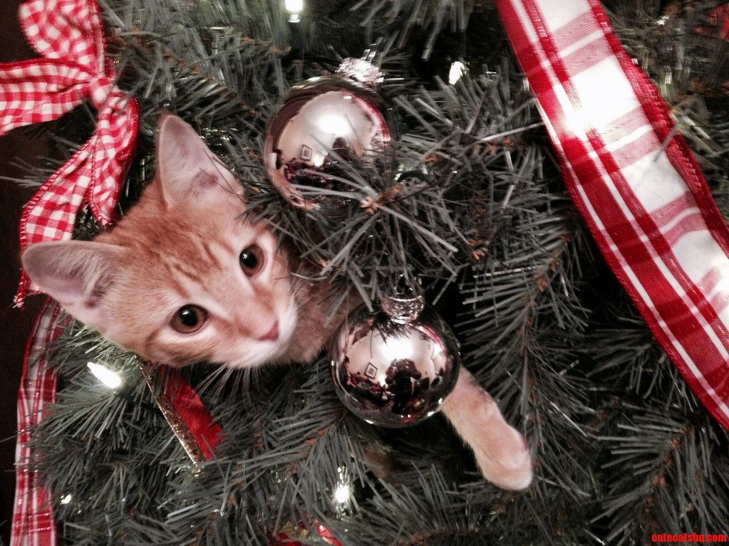 Someone Wants to Be Atop the Christmas Tree.