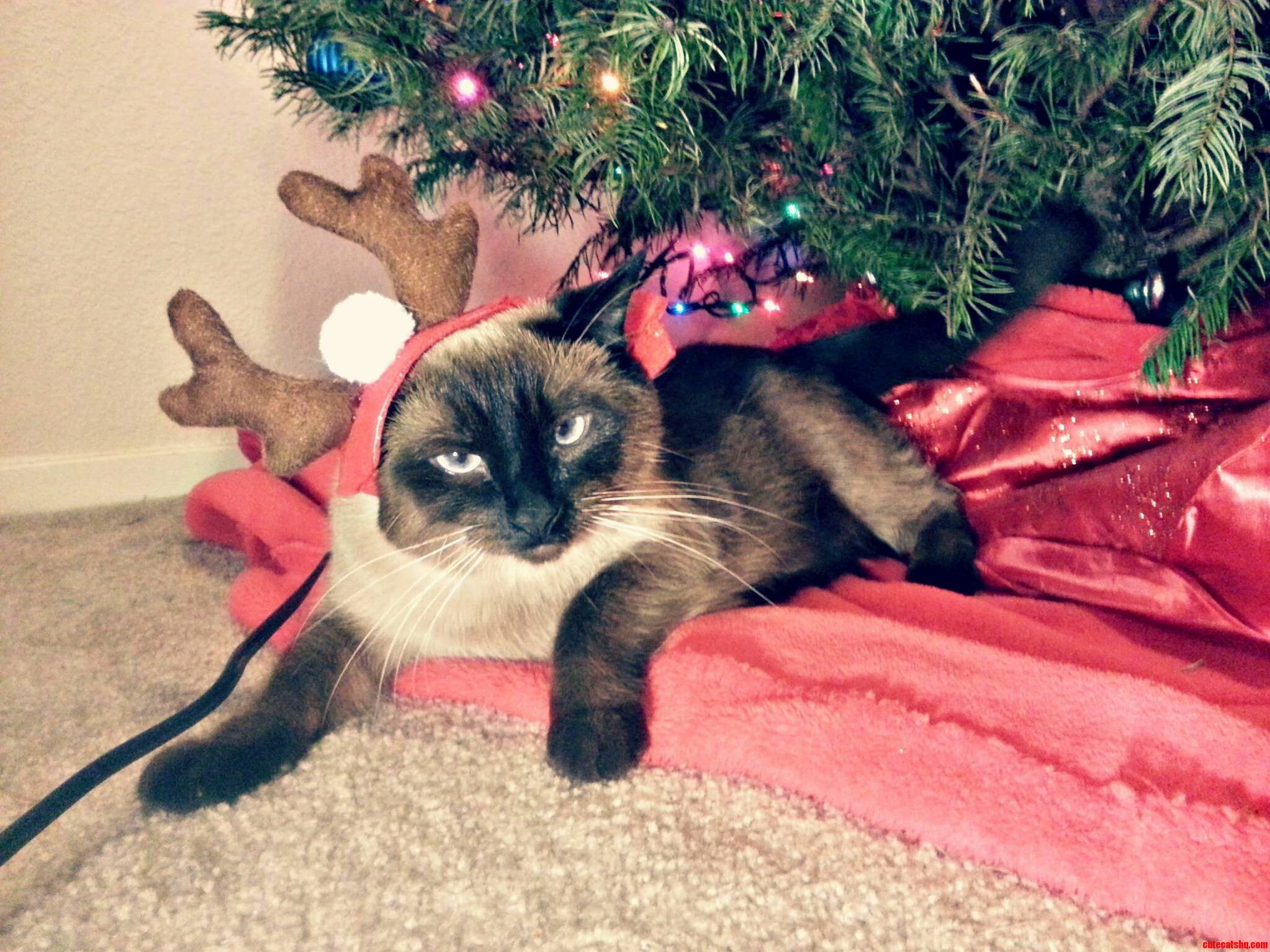Someones Not in the Christmas Spirit