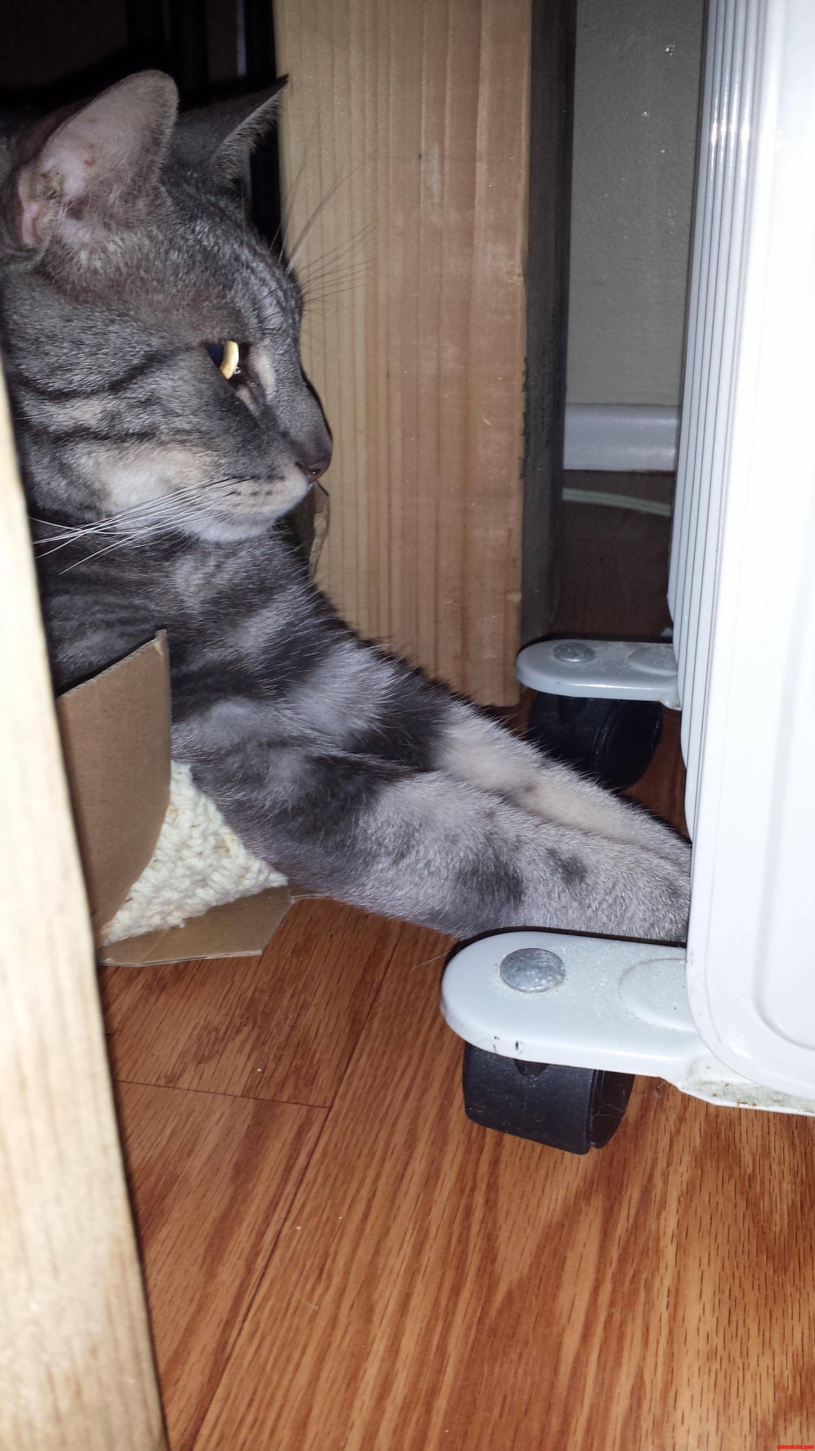 Sometimes My Cat Gets Cold Feet.