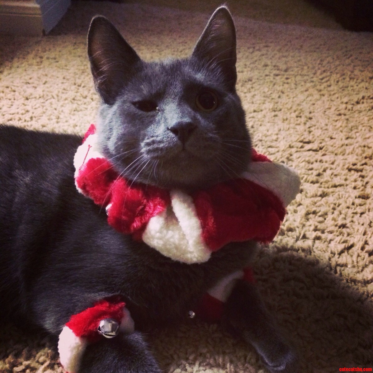 Spreading Some Christmas Cheer