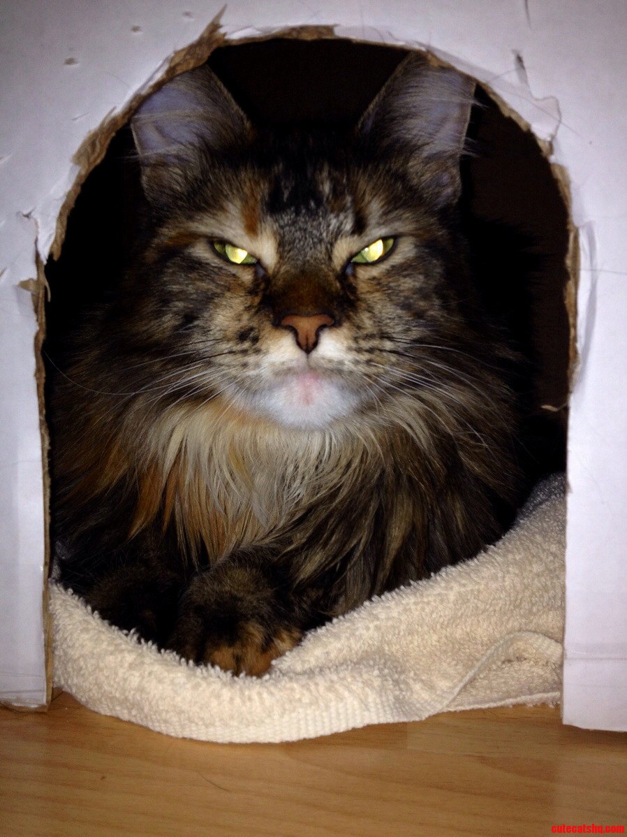 Stella Got a New Kitty Fort Today