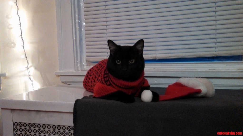 Steve in His Christmas Sweater He Wouldnt Let Us Put the Hat on .