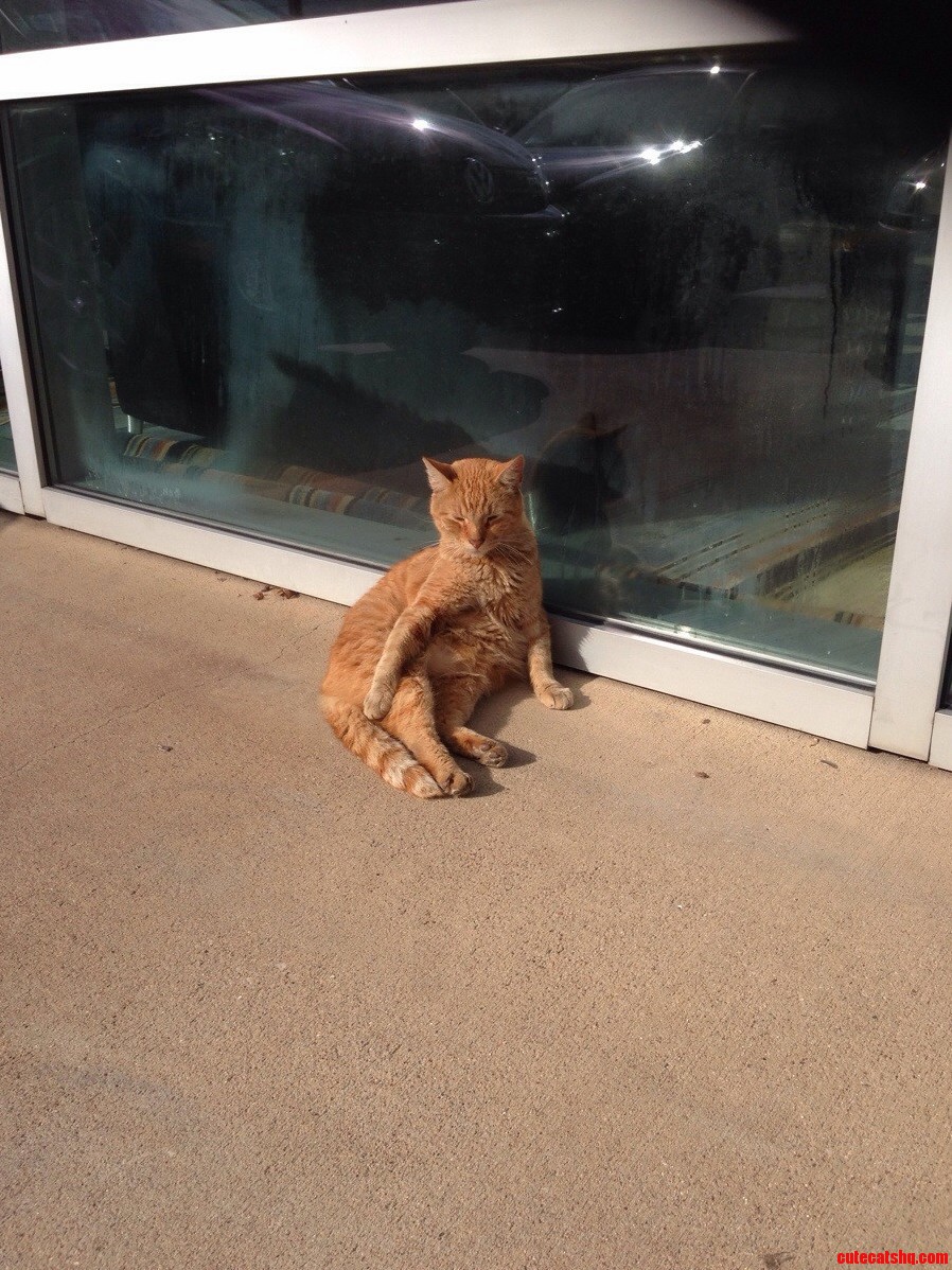 Stray Cat Likes to Hang Around Our Dealership. We Named Him Orange Hes Hilarious