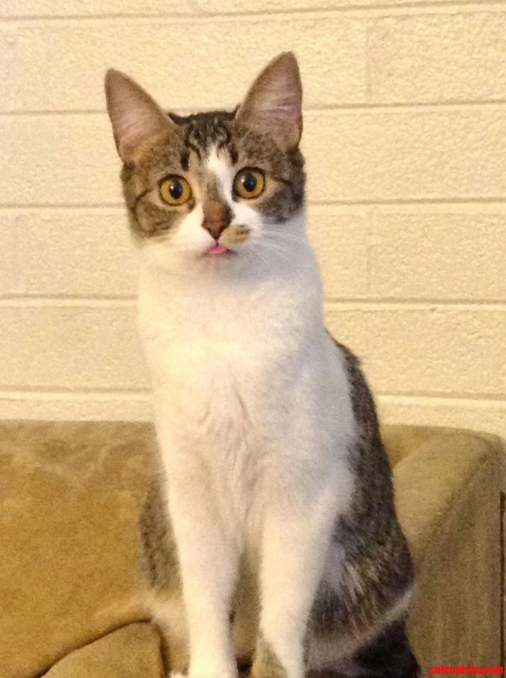 Studying for Finals and Look Over to See My Cat Watching Me... Xpost Rfunny