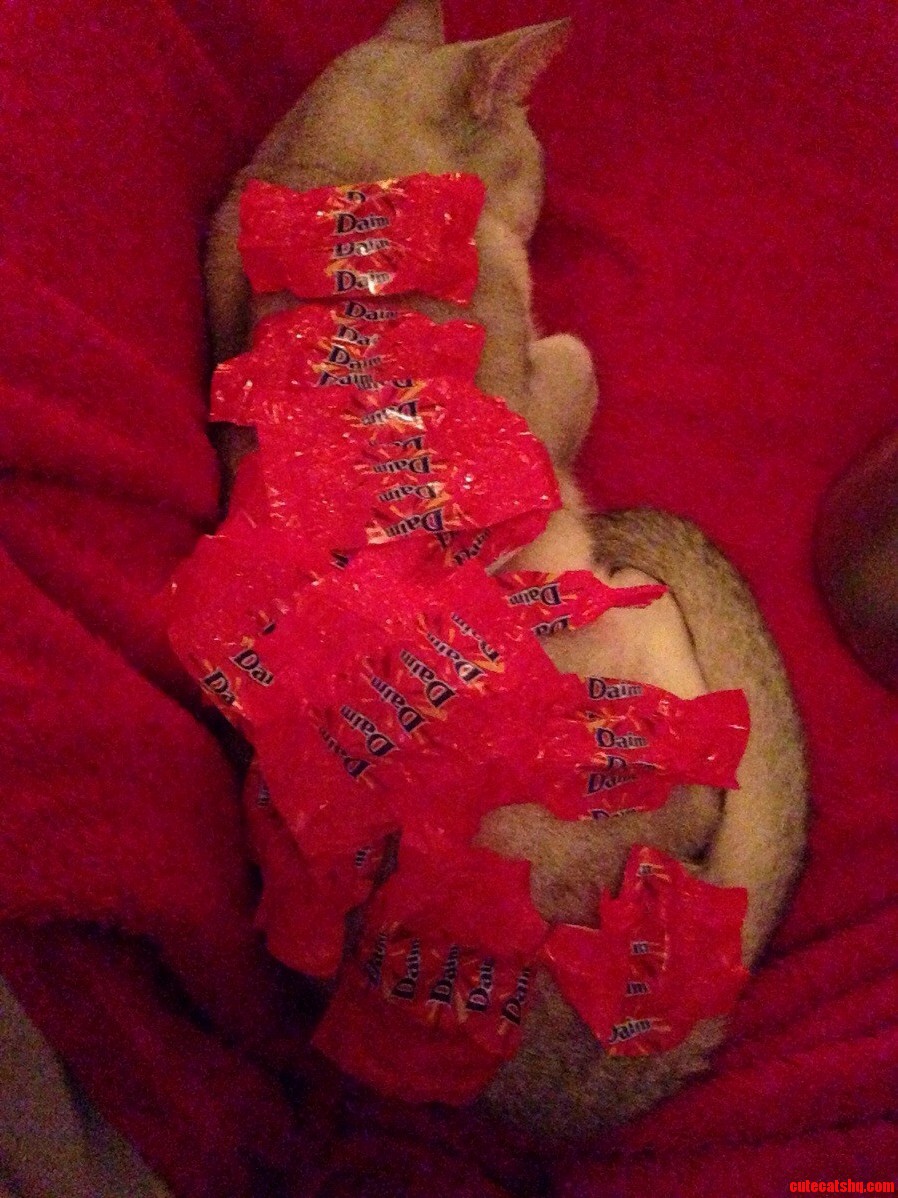 Stuff on My Cat