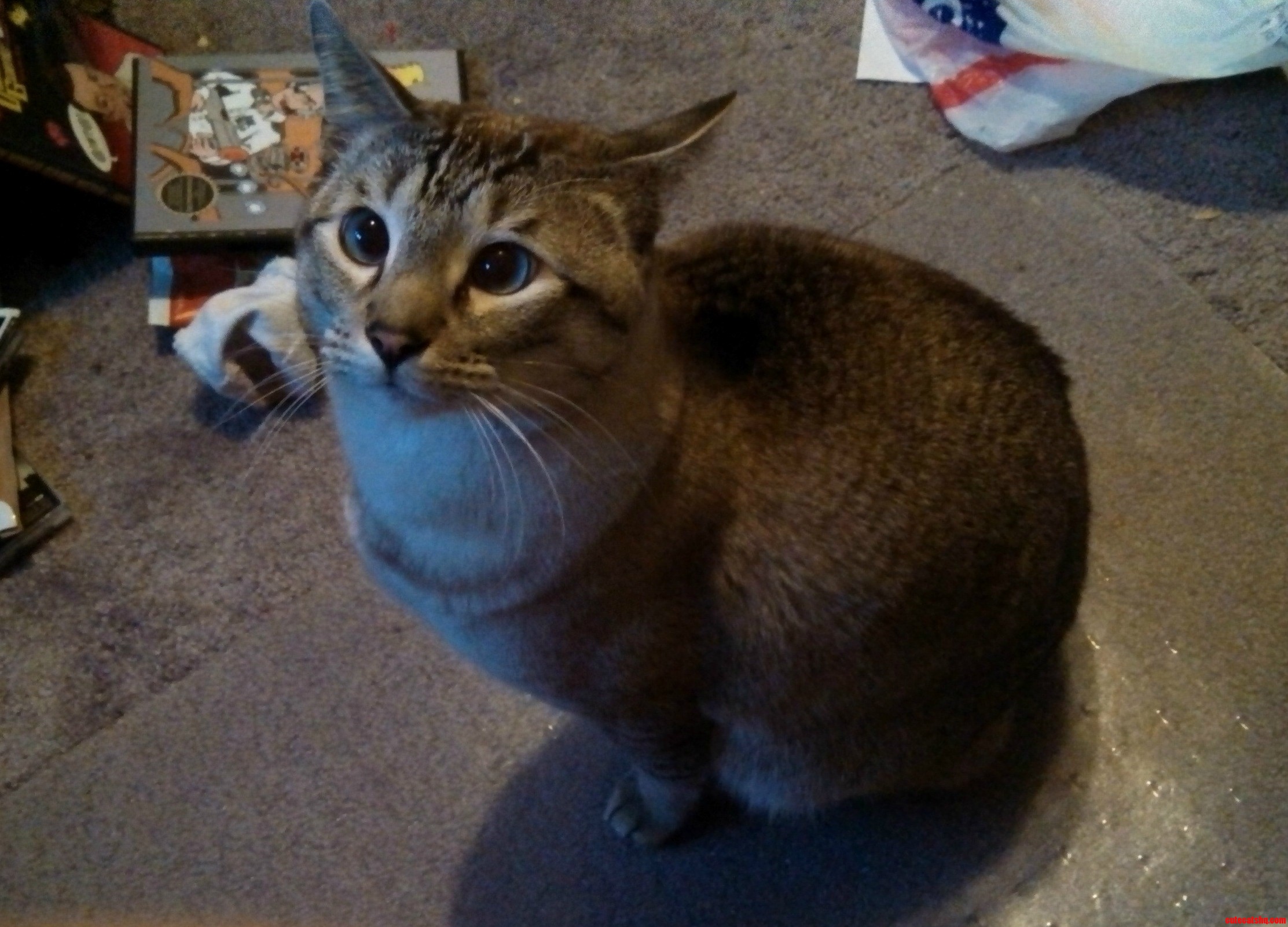 Such a Cute Derp