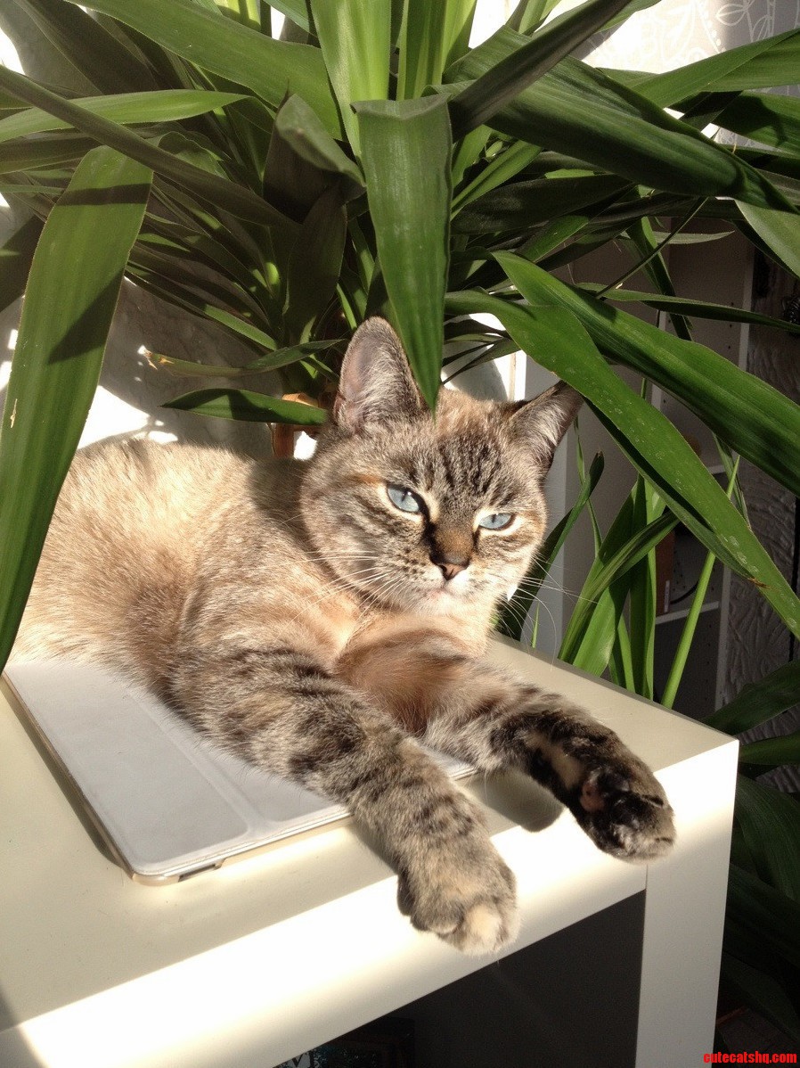 Sunbathing