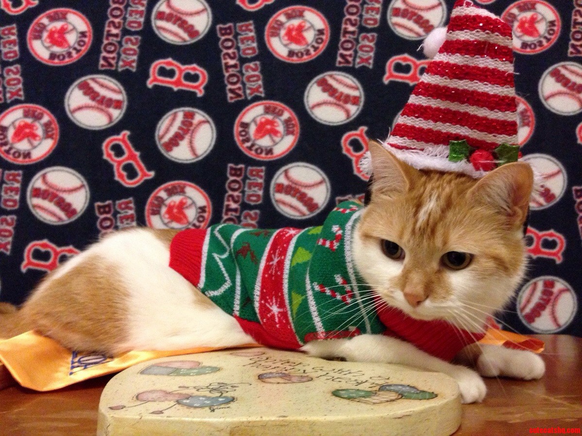 Susie Is Feeling Festive.