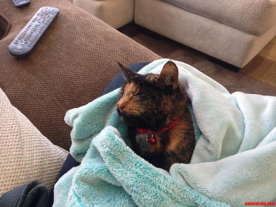 Swaddled Cat Time