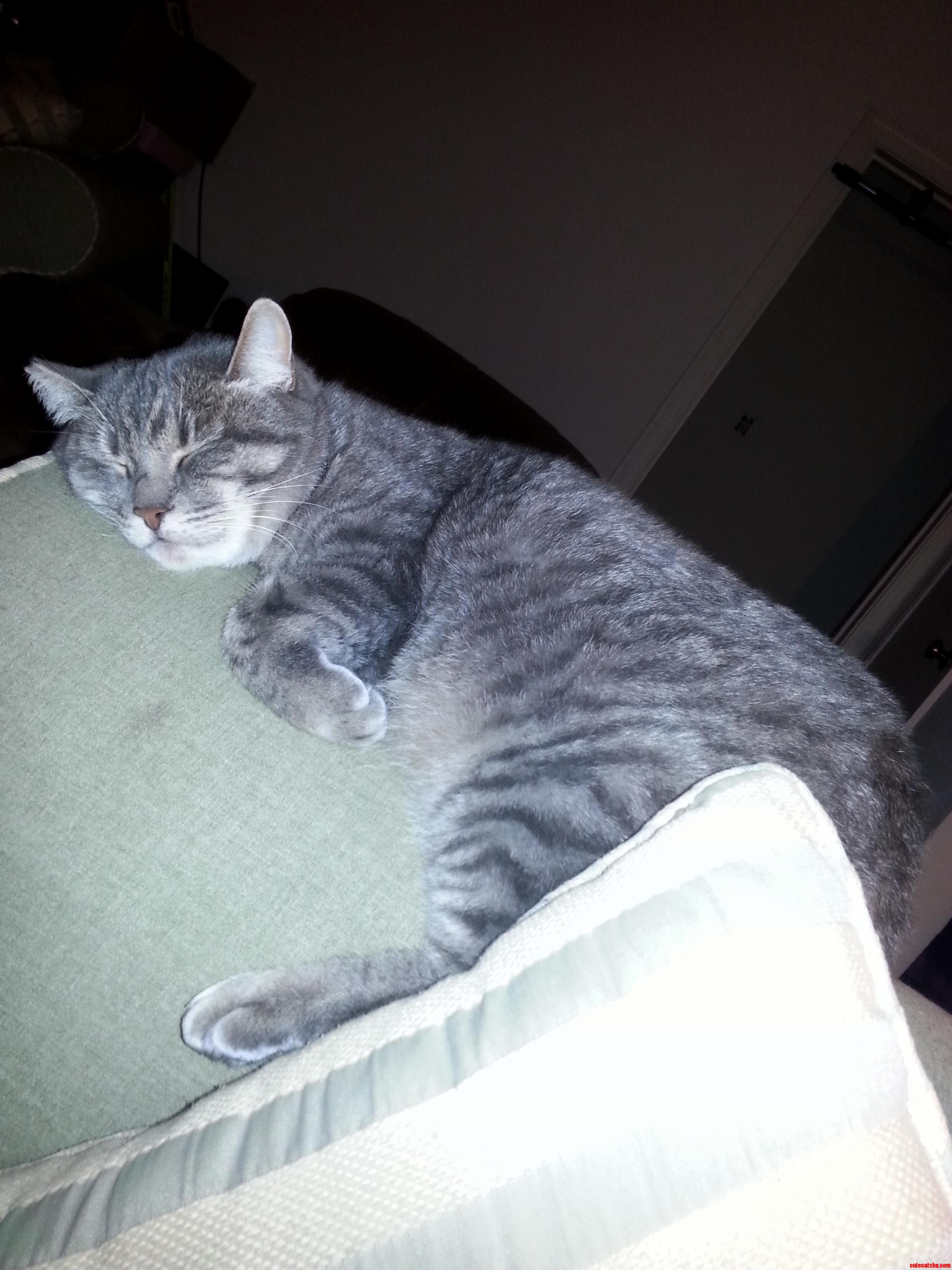 T-rex Kitty