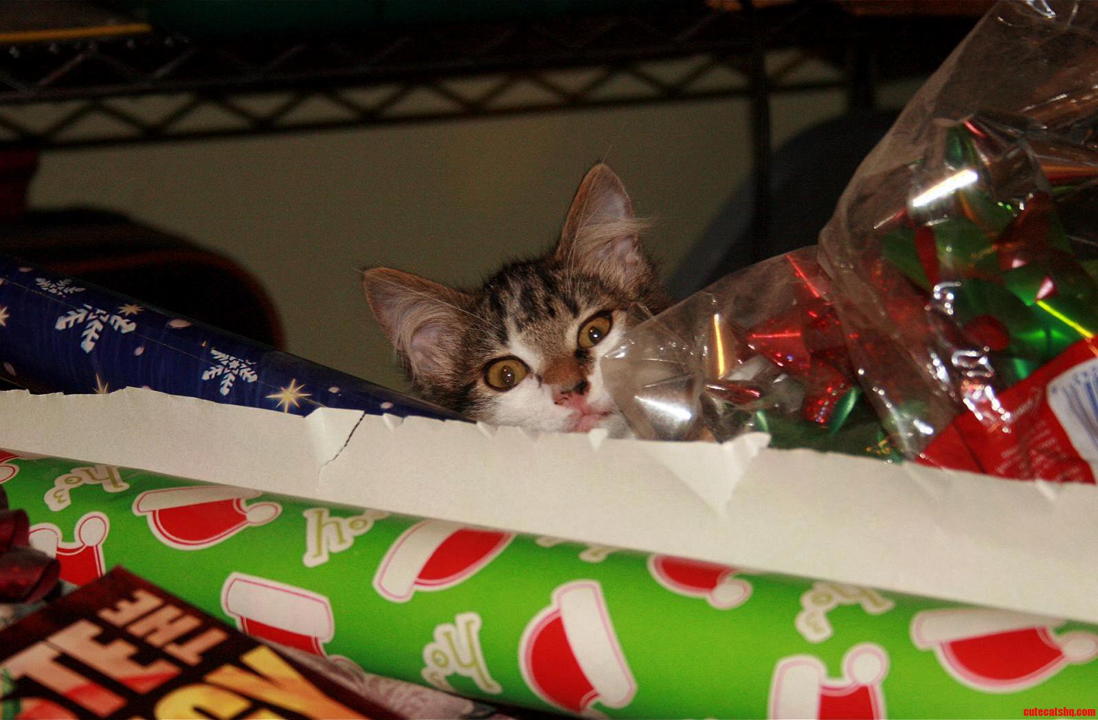 Tabitha Is Helping Me Wrap Presents.