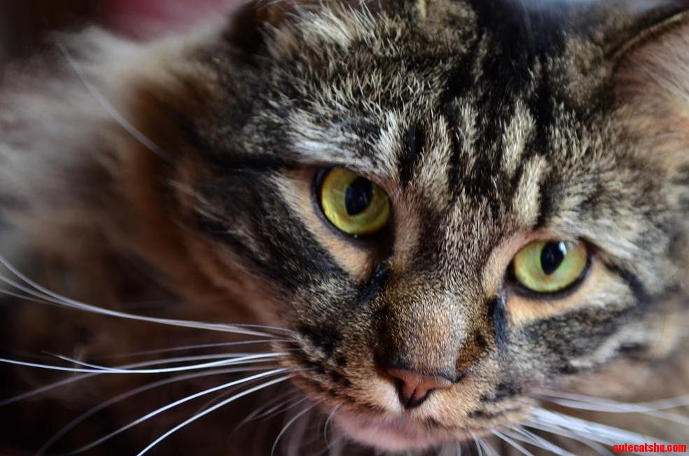 Tested Out a New Lens. Harold Made for the Perfect Subject