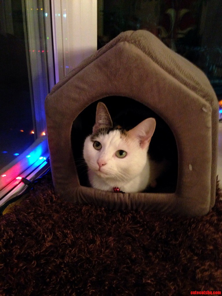 Thank You Mommy for My New Bed