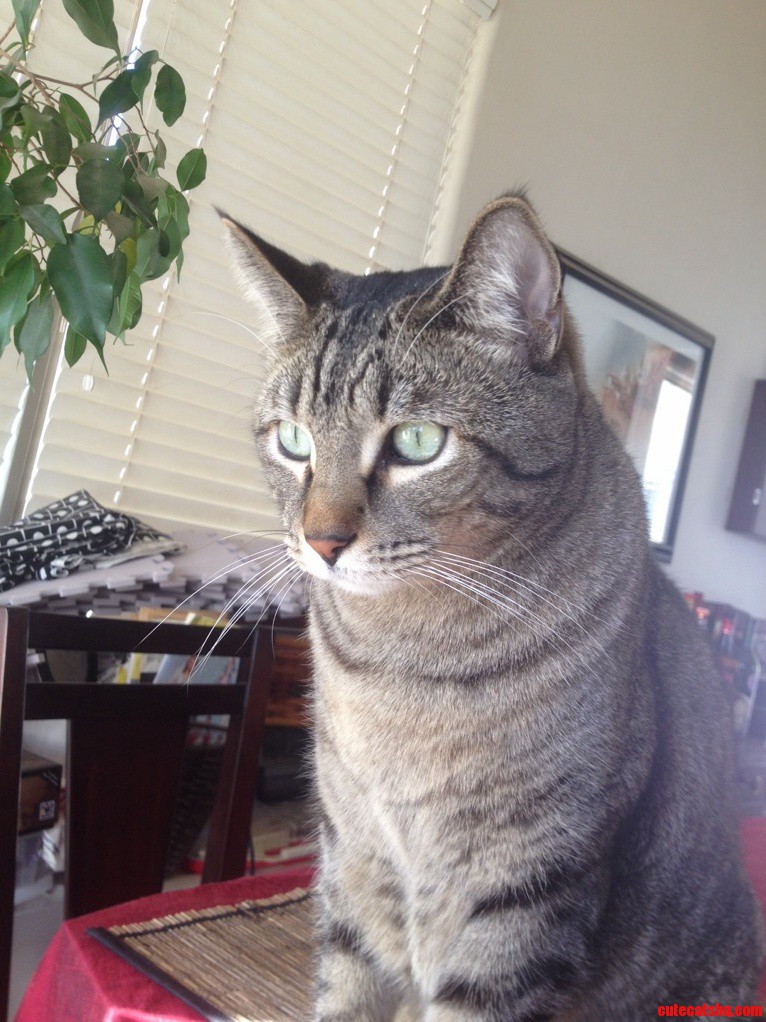 That Stare.