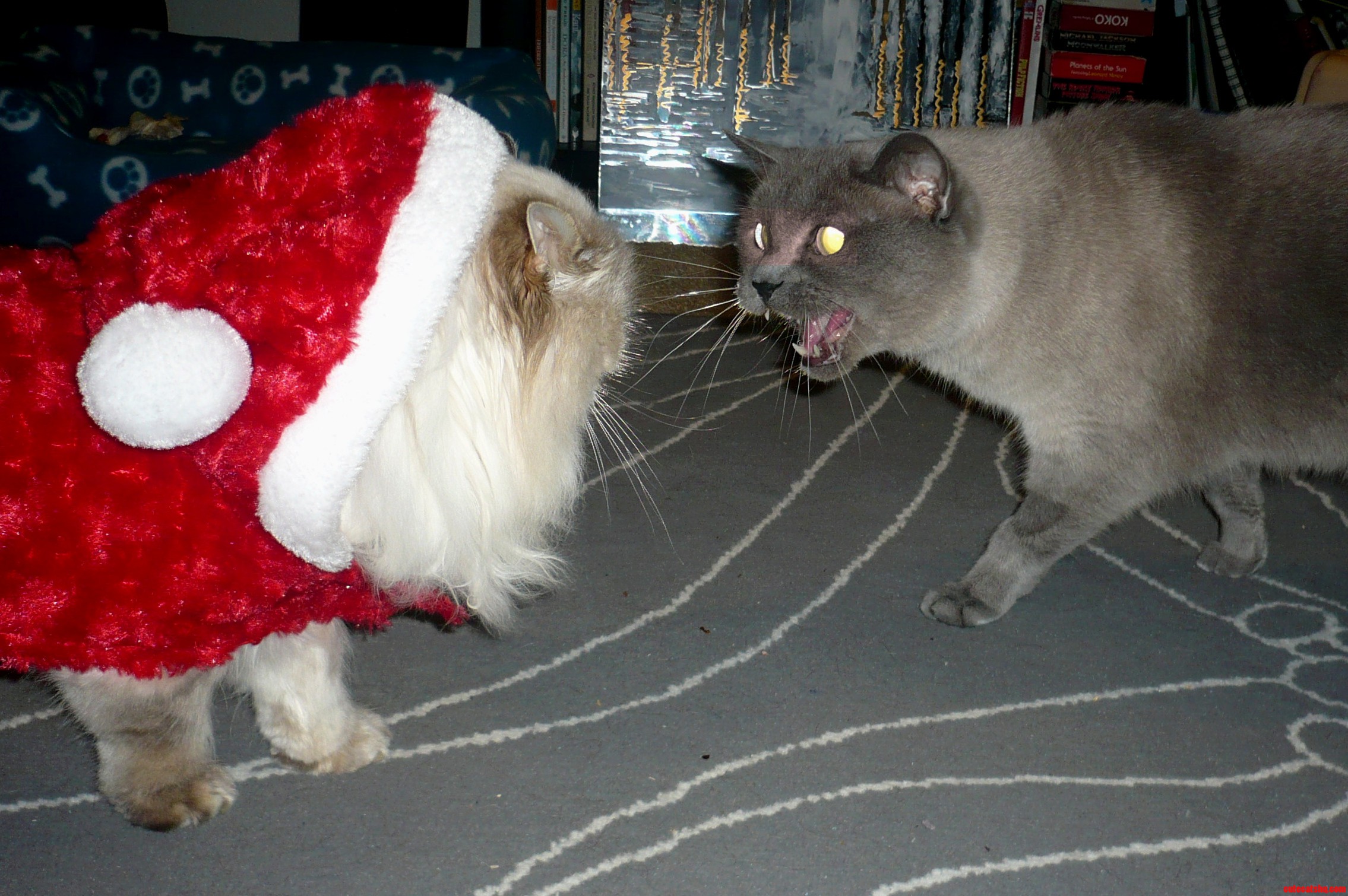 That Was Not Coal Merry Holidays from My Cats to Yours.
