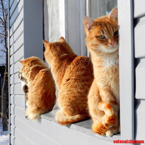 The 4 Cats Sit on the Window
