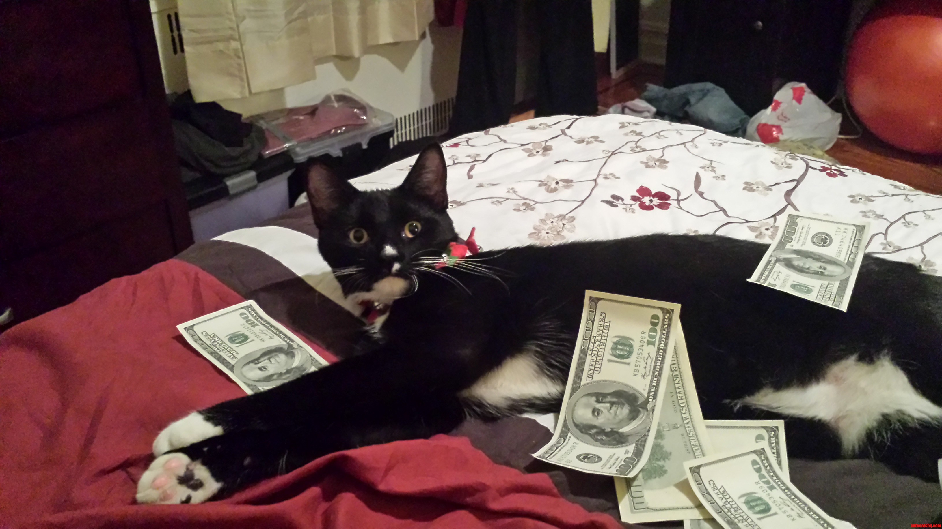 The 9th Cat That Prettier Richer Than Most Humans.