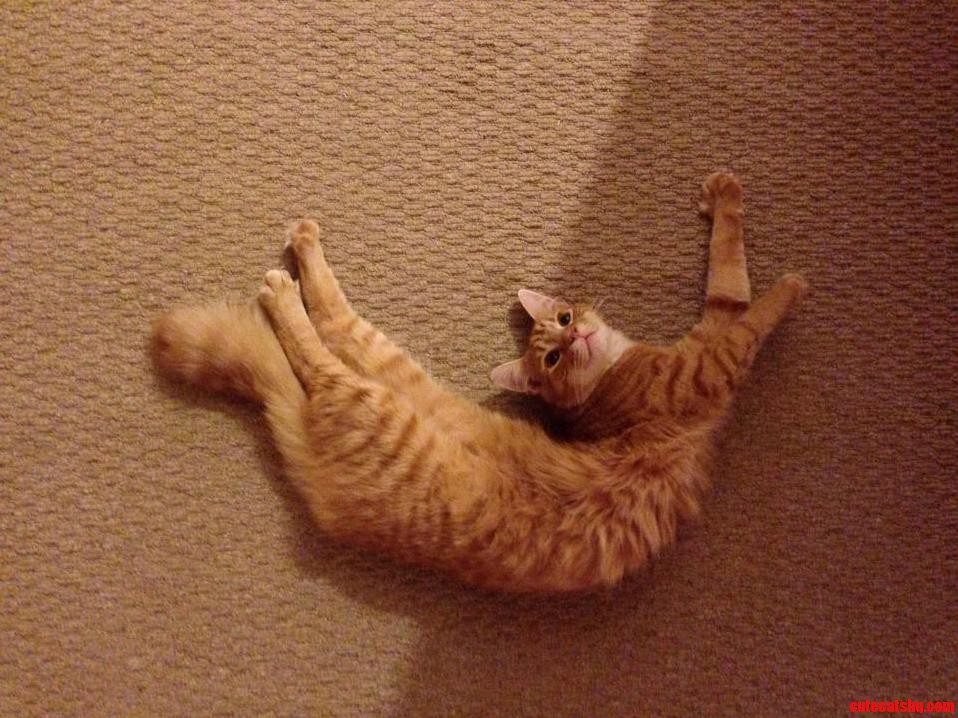 The Cats Broken.