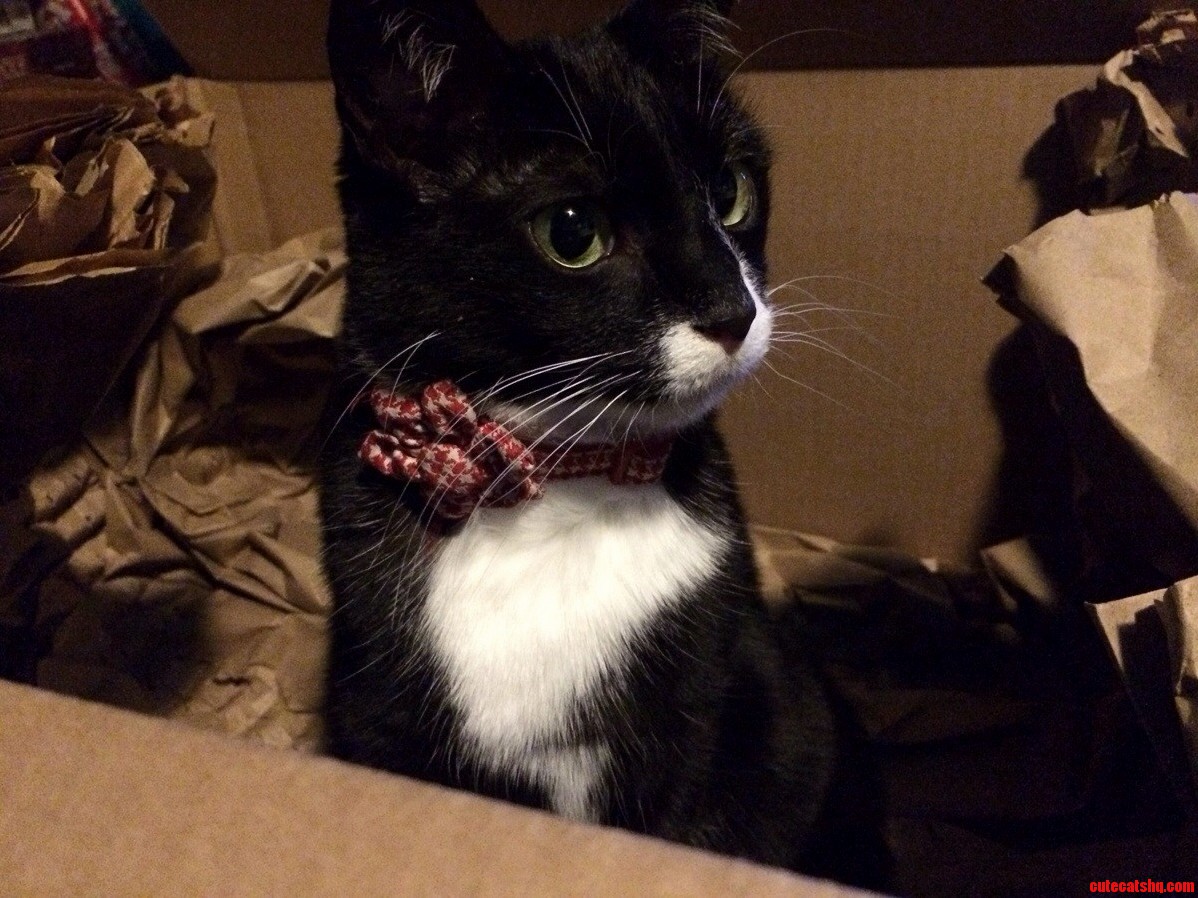 The Cutest Christmas Kitten