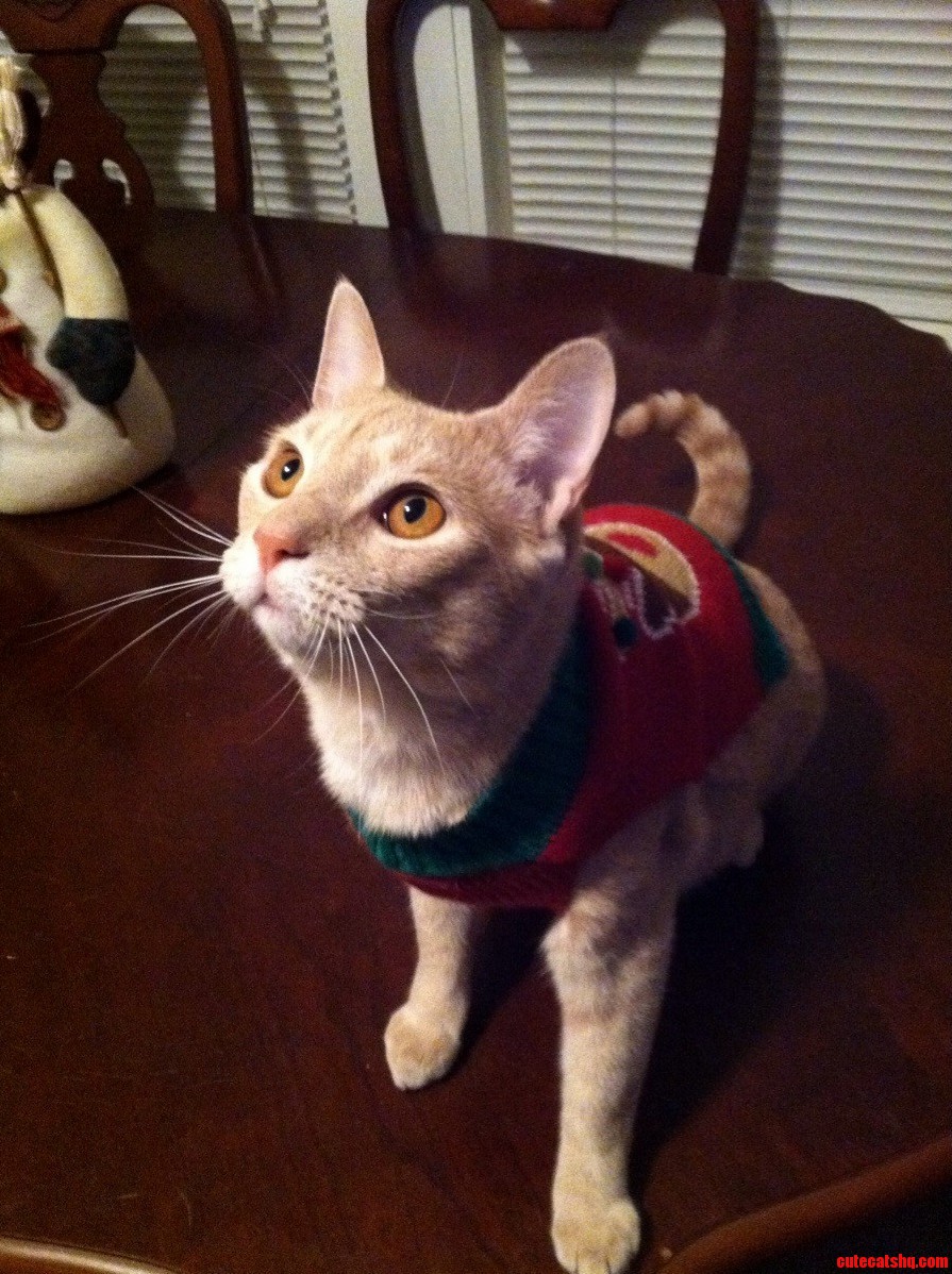 The Cutest Picture I Ve Ever Taken of My Cat.