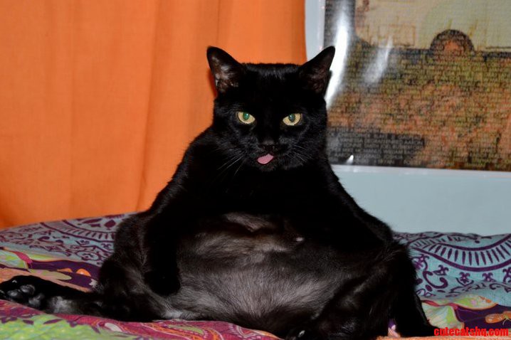 The Epitome of Grace and Beauty... aka My Chubby Derpy Kitty