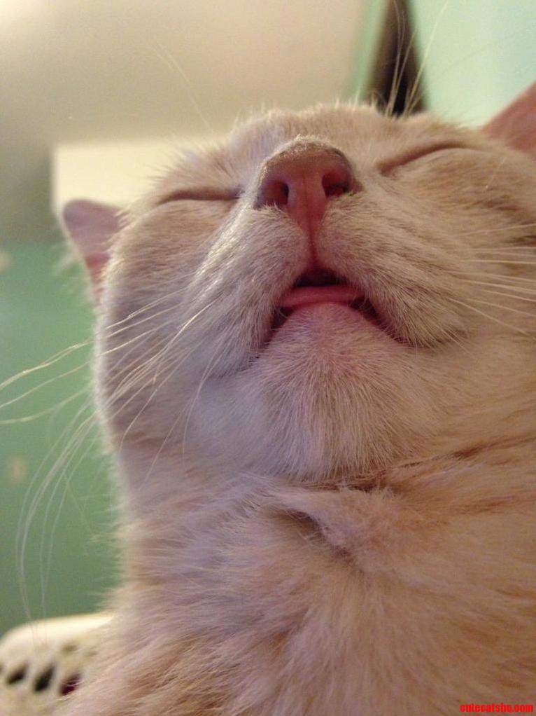 The Great Catsby
