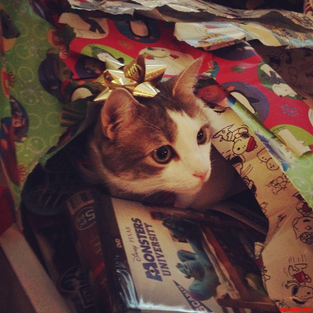 The Great Christmas Kitty