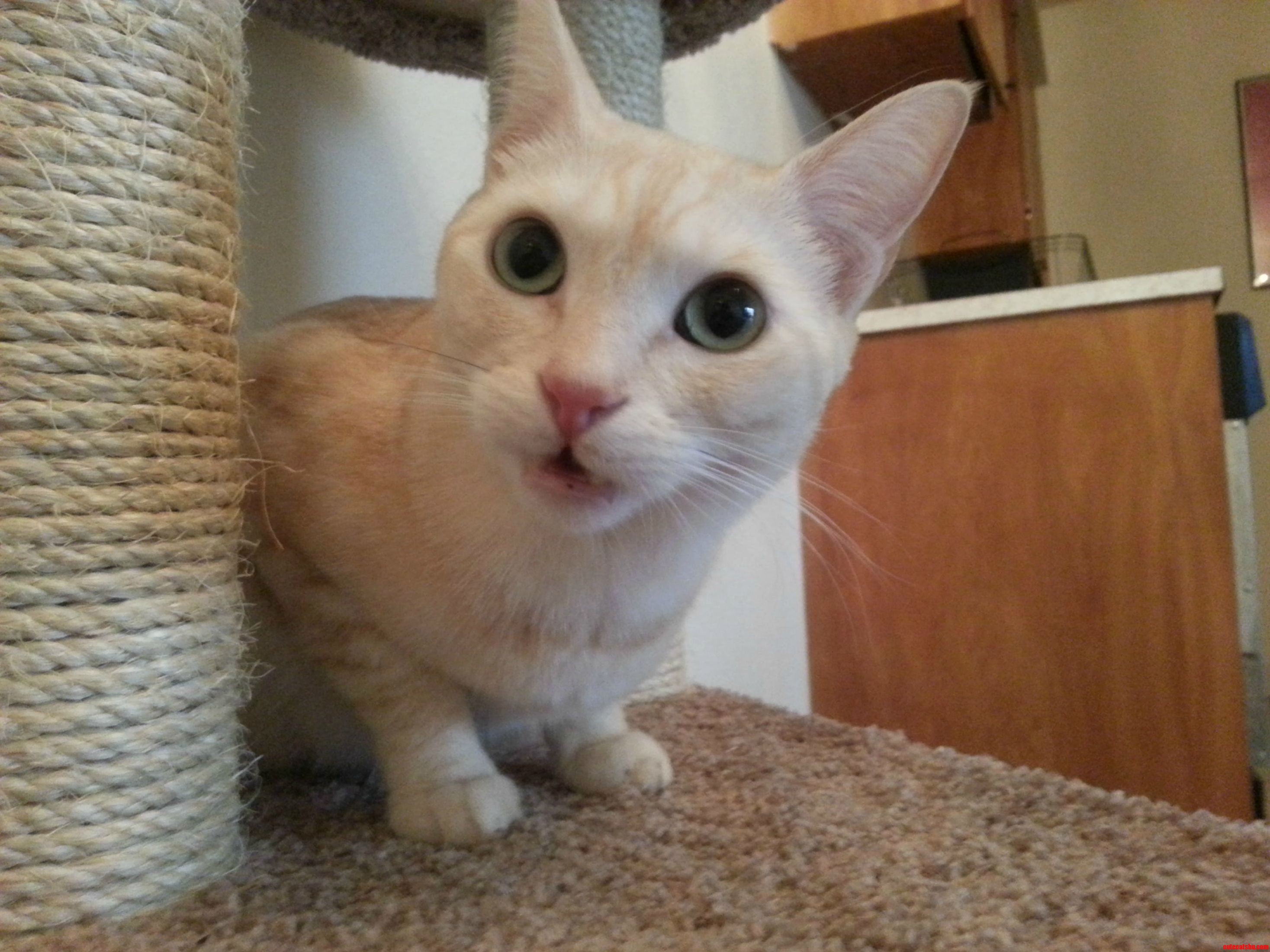 The Moment a Random Loud Noise Happens