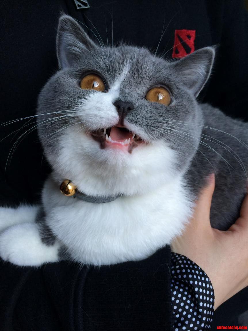 The Most Evil Cat Alive They Said. Bonus Dota Watching Cat