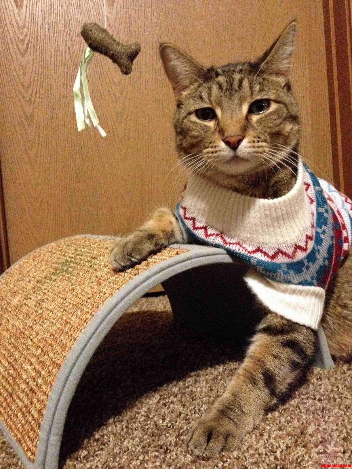 The Most Interesting Cat in the World.