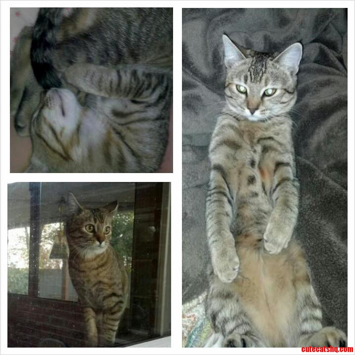 The Picture from I Made When My Kitten Bibi Got Out of Her Cage at the Vet Been Missing for 6 Months Now