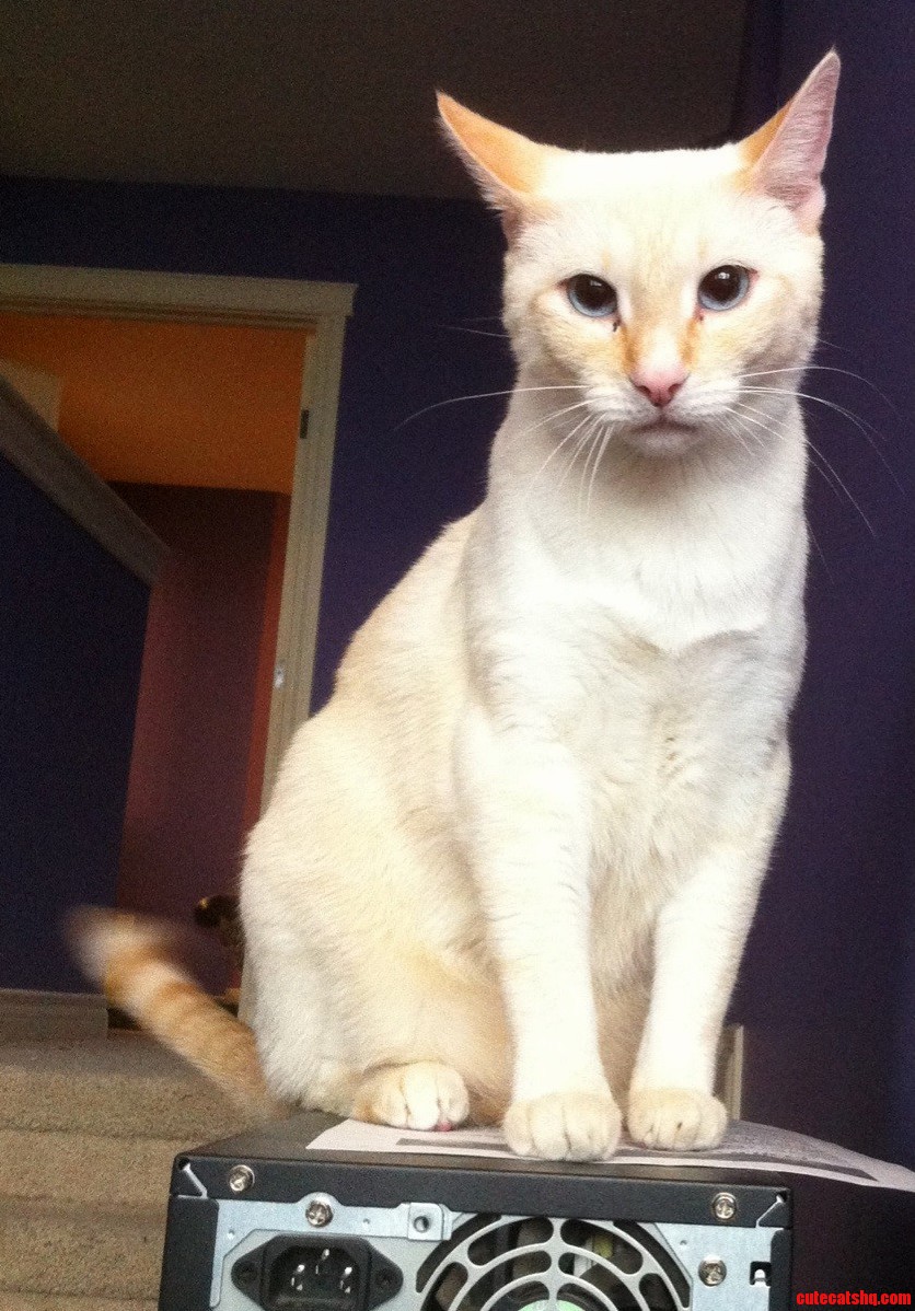 The Venerable Dingus