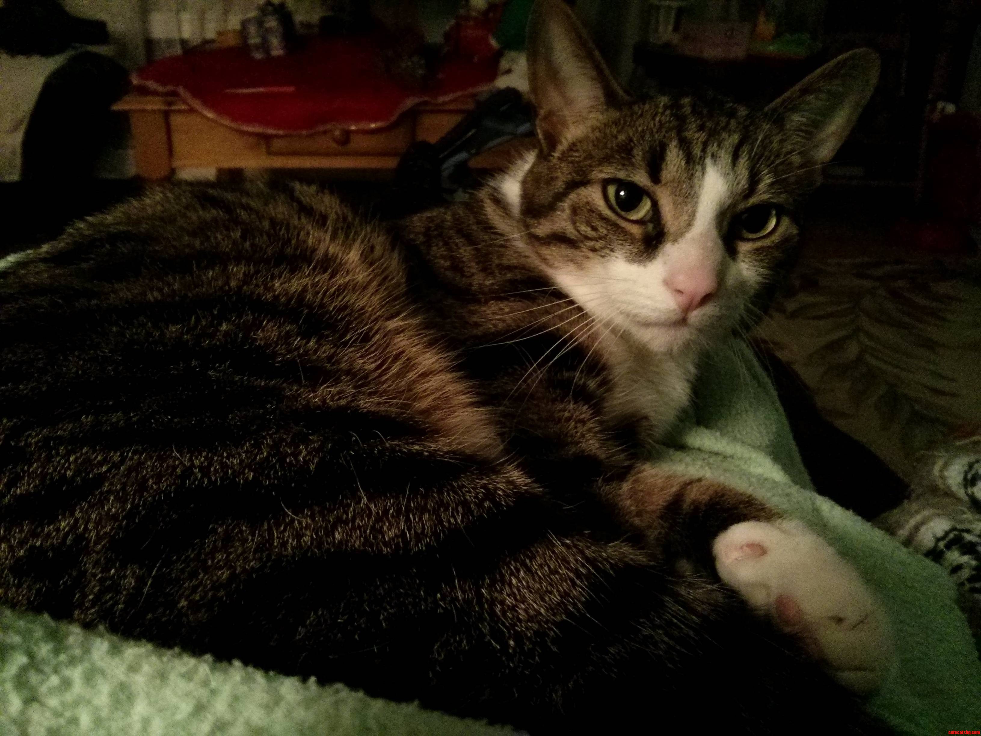Theres a Kitty in My Lap