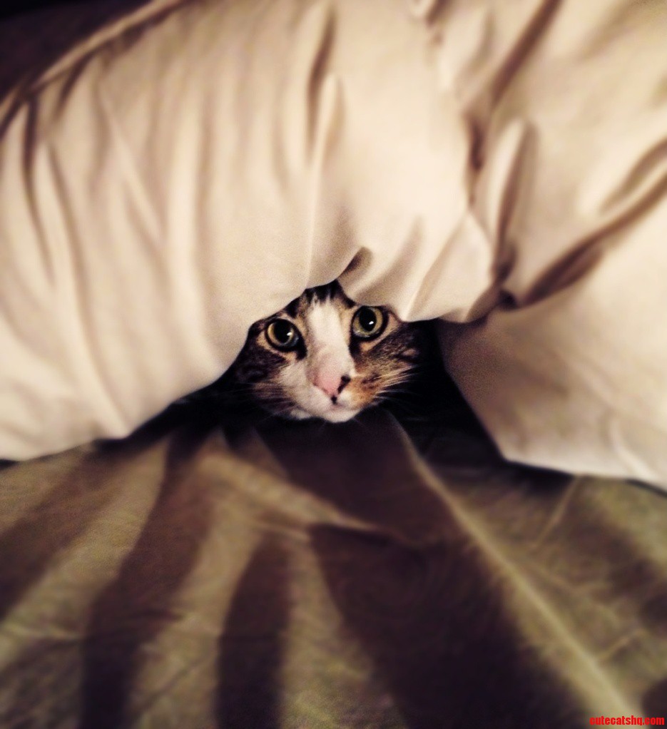 Theres a Monster in My Bed