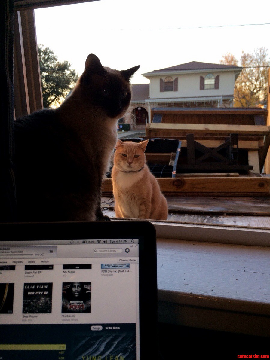They Enjoy the Cold Weather.