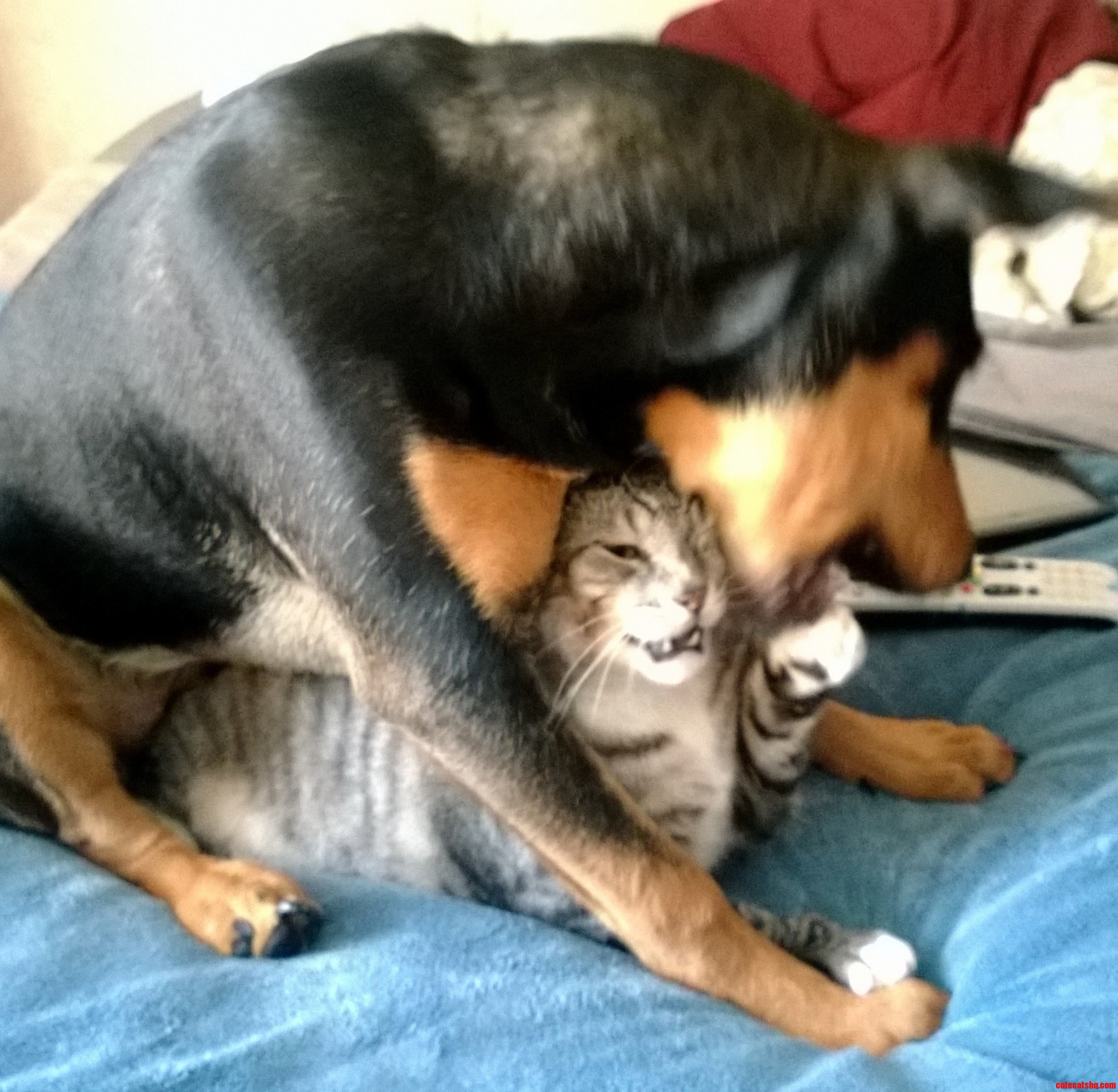 Theyre Best Friends Honest.