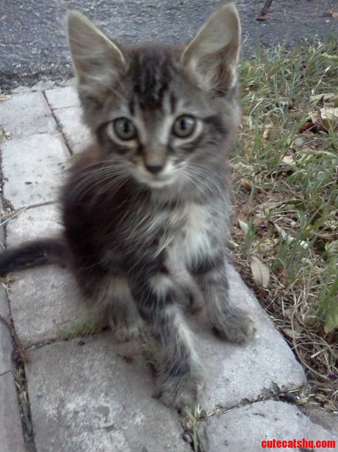 This Beautiful Cats Name Is Lucifer Meet Lucifer.