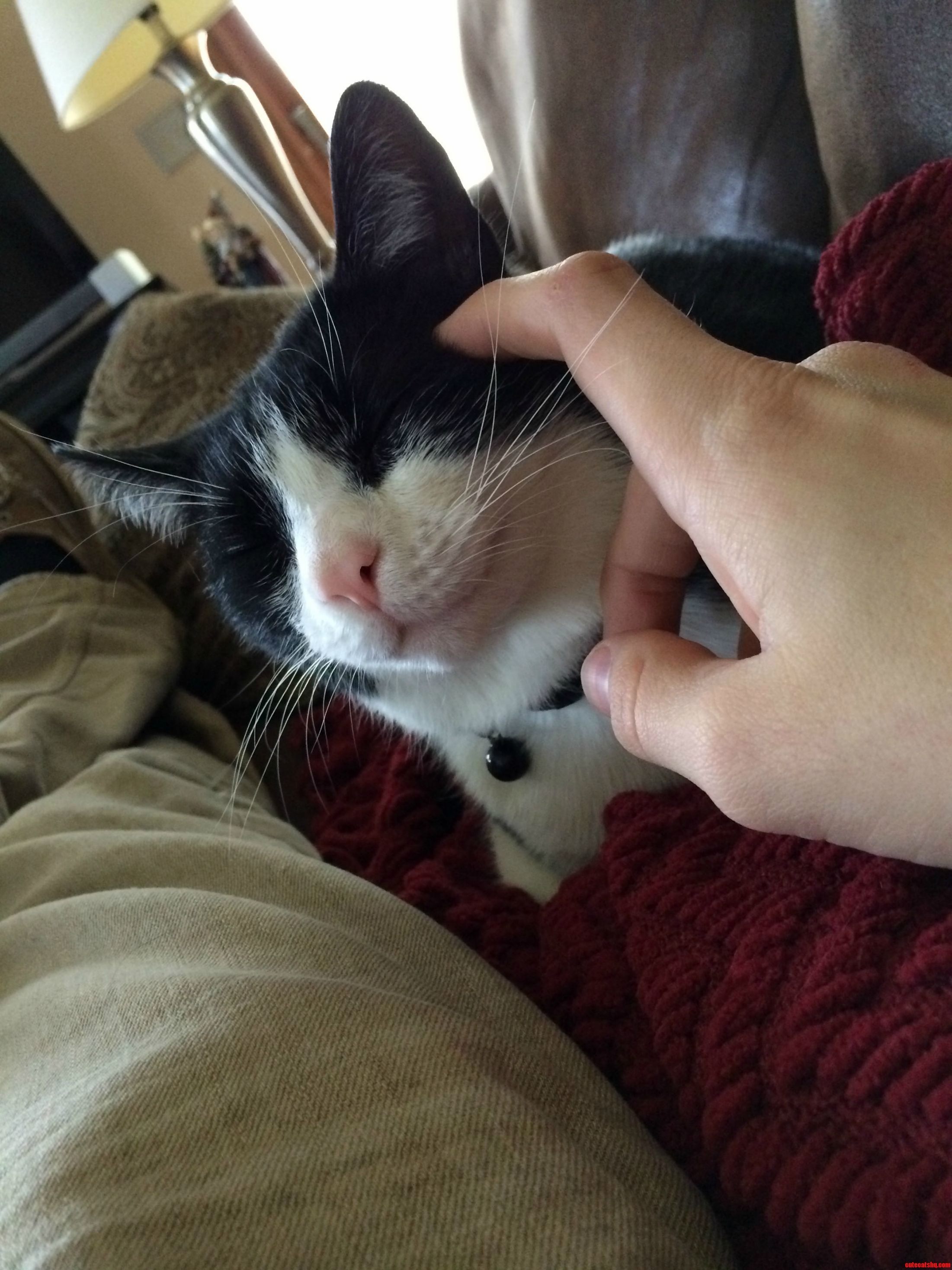 This Cat Is Quite the Content Kitteh D