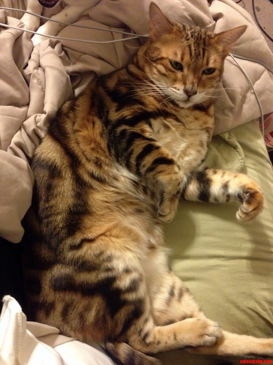 This Cuddly Bum.