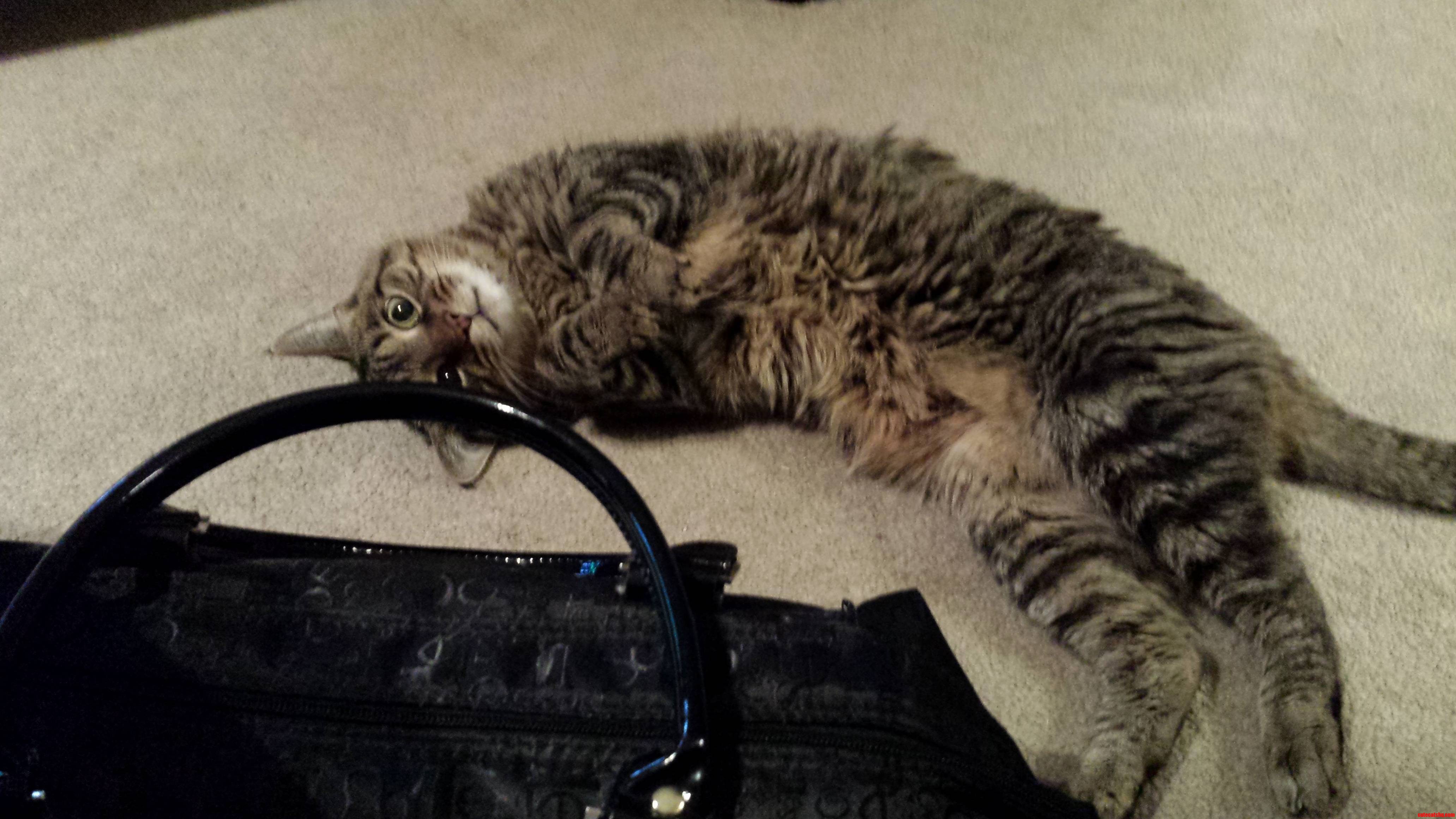 This Cutie May Be Catnapped from My Friend. Hes Weird and Absolutely Adorable.