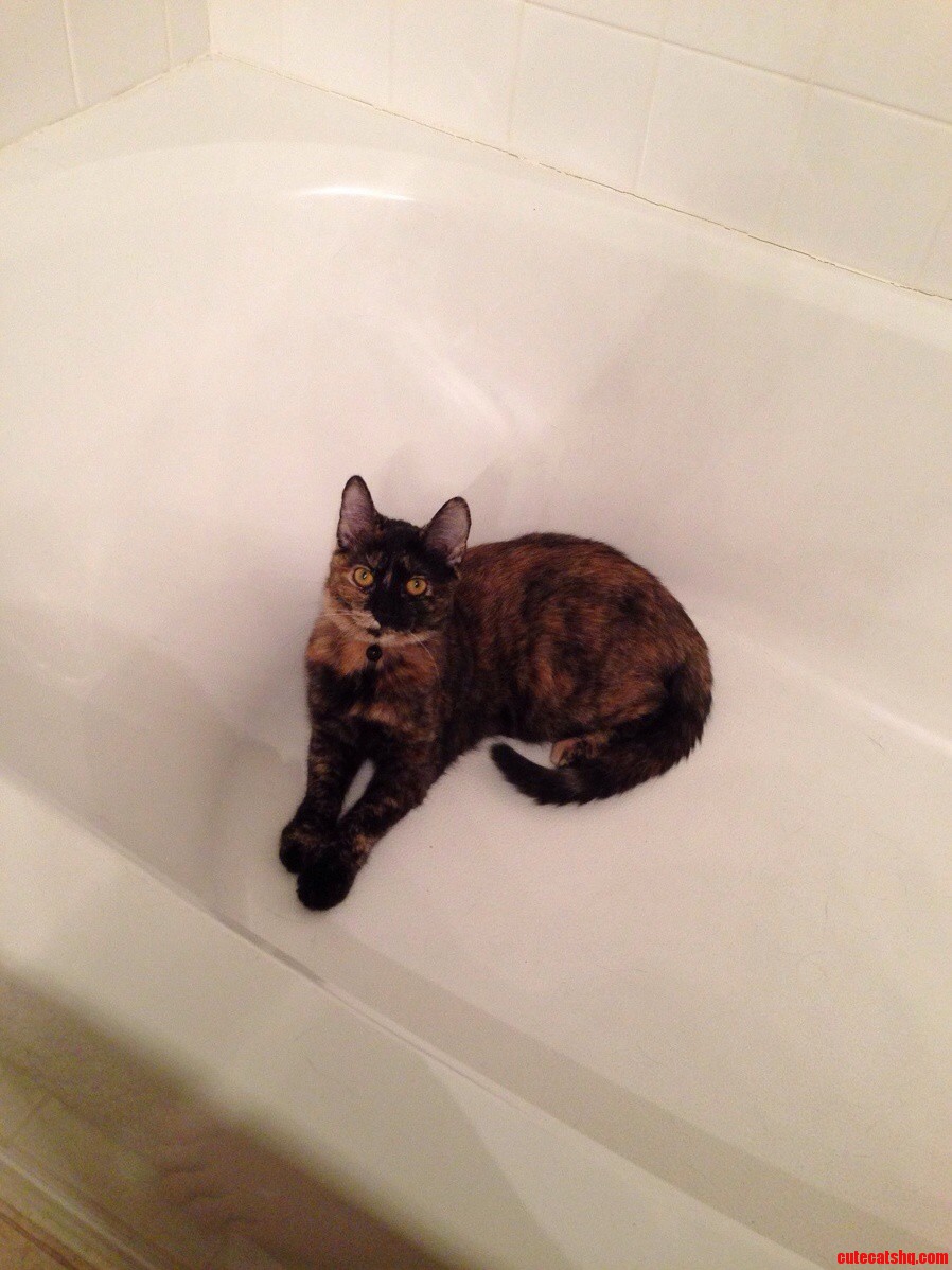This Is Badge Sitting in Her Favorite Spot While I Do My Business...