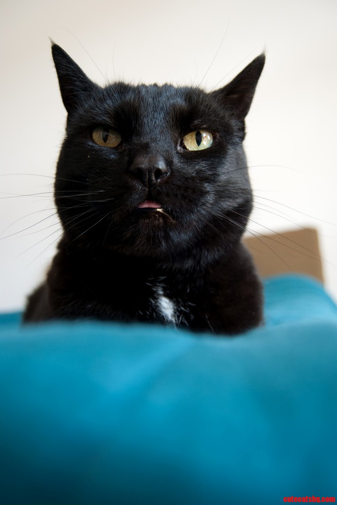 This Is Basil My Cat.