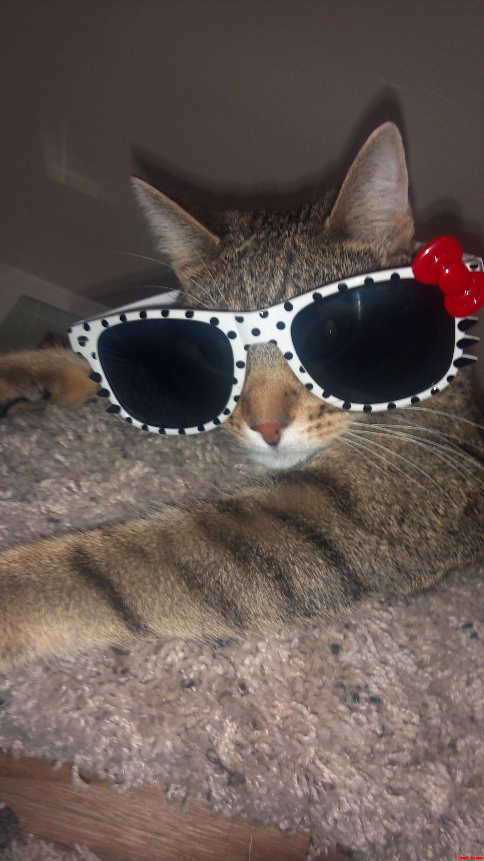 This Is Bean. She Knows Shes Cool.