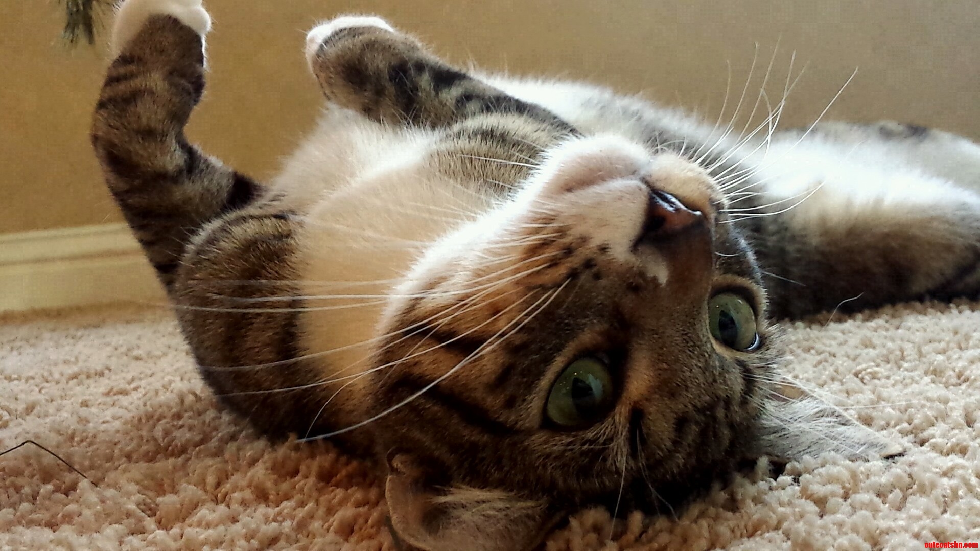 This Is Bentley
